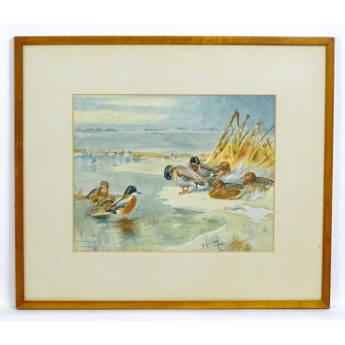 1758 - Manner of Archibald Thorburn, 20th century, Watercolour, A study of ducks. Approx. 9