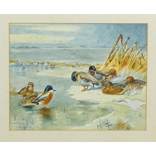 1758 - Manner of Archibald Thorburn, 20th century, Watercolour, A study of ducks. Approx. 9