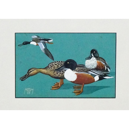 1798 - 20th century, Ornithological School, Gouache, Ducks Of Rhodesia, Common Shoveler. Signed with monogr... 