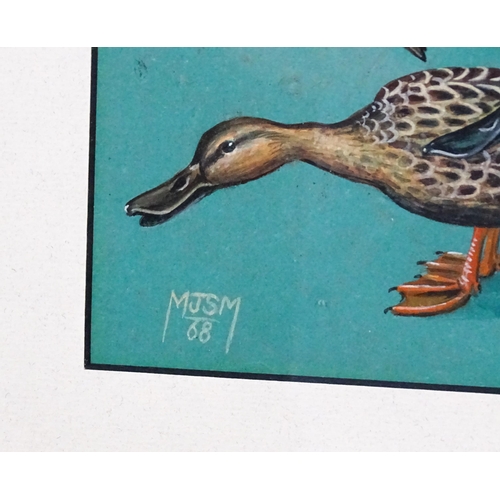 1798 - 20th century, Ornithological School, Gouache, Ducks Of Rhodesia, Common Shoveler. Signed with monogr... 