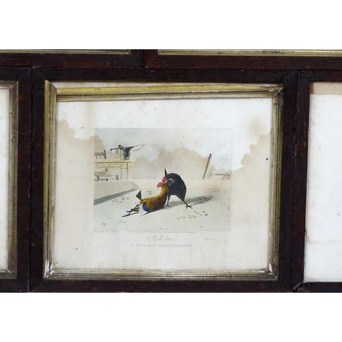 1898 - After Newton Smith Fielding (1799-1856), Aquatints with hand colouring, Stages of a Cock Fight, comp... 