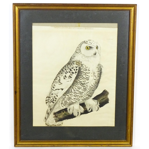 1906 - After Prideaux John Selby, Engraving with hand colouring, Snowy Owl, Plate XXIII from Illustrations ... 