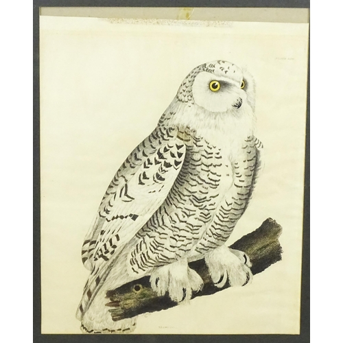 1906 - After Prideaux John Selby, Engraving with hand colouring, Snowy Owl, Plate XXIII from Illustrations ... 