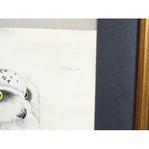 1906 - After Prideaux John Selby, Engraving with hand colouring, Snowy Owl, Plate XXIII from Illustrations ... 