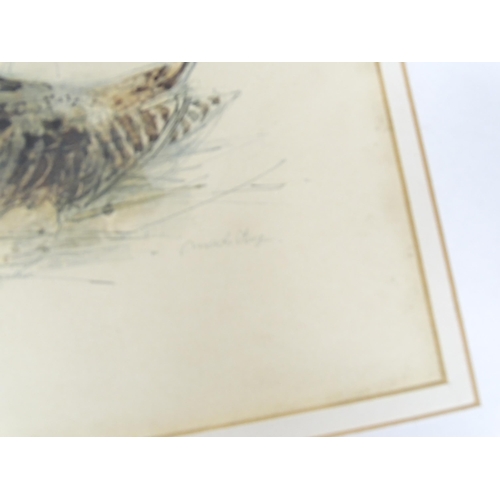 1947 - After Mads Stage (1922-2004), Danish School, Colour prints, Snipe, and Woodcock. Facsimile signature... 