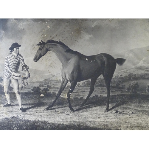 558 - Two monochrome equestrian prints after Robert Healy comprising Grey Stallion Held by a Trainer, and ... 