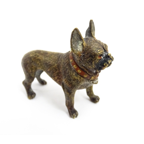 1466A - A late 19th / early 20thC cold painted bronze model of a French bulldog / Frenchie. In the manner of... 