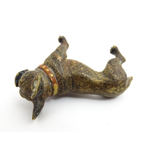 1466A - A late 19th / early 20thC cold painted bronze model of a French bulldog / Frenchie. In the manner of... 