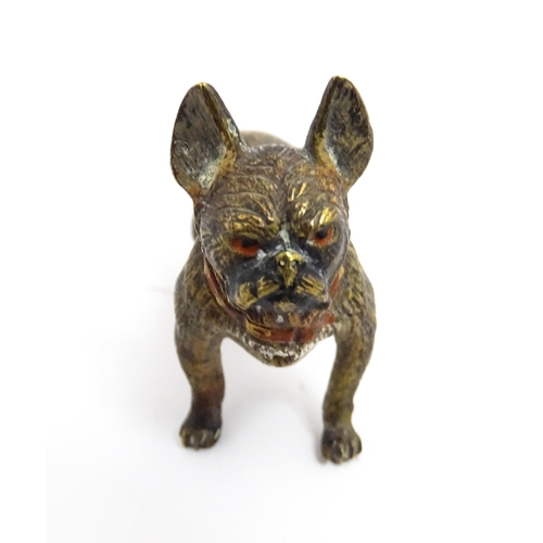 1466A - A late 19th / early 20thC cold painted bronze model of a French bulldog / Frenchie. In the manner of... 