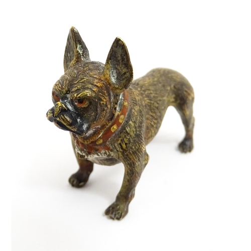 1466A - A late 19th / early 20thC cold painted bronze model of a French bulldog / Frenchie. In the manner of... 