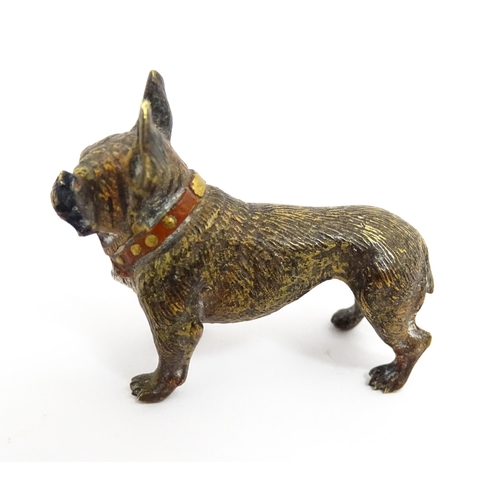 1466A - A late 19th / early 20thC cold painted bronze model of a French bulldog / Frenchie. In the manner of... 