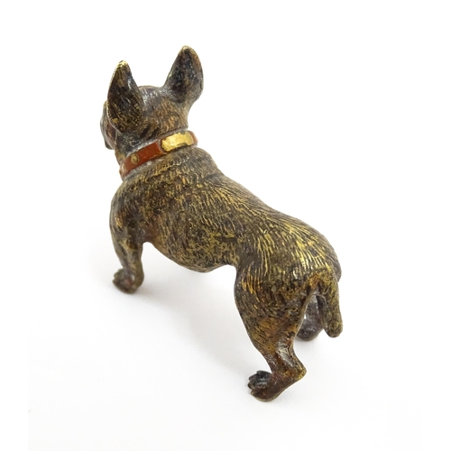 1466A - A late 19th / early 20thC cold painted bronze model of a French bulldog / Frenchie. In the manner of... 