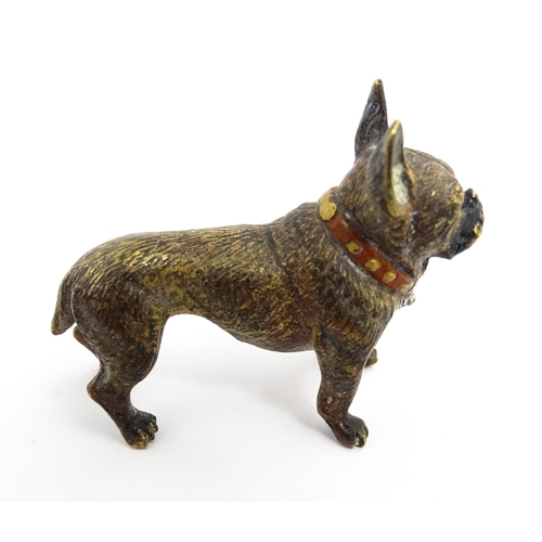 1466A - A late 19th / early 20thC cold painted bronze model of a French bulldog / Frenchie. In the manner of... 