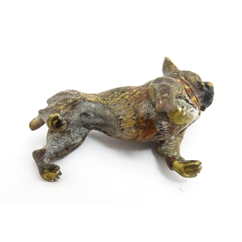 1466A - A late 19th / early 20thC cold painted bronze model of a French bulldog / Frenchie. In the manner of... 