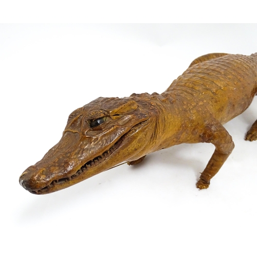 1546 - Taxidermy : a late Victorian full mount of a Caiman, approx 30