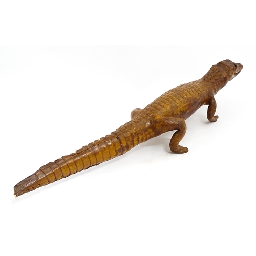 1546 - Taxidermy : a late Victorian full mount of a Caiman, approx 30