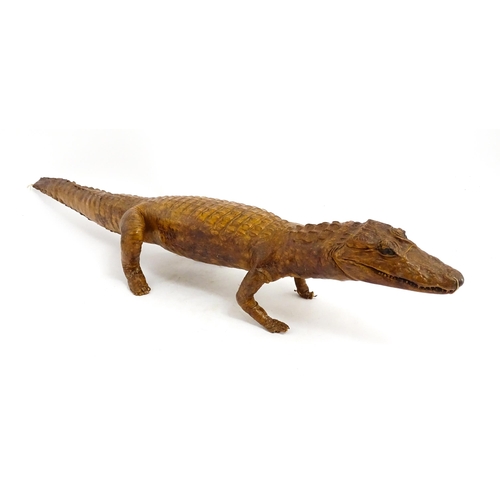 1546 - Taxidermy : a late Victorian full mount of a Caiman, approx 30