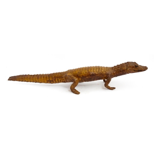 1225 - Taxidermy : a late Victorian full mount of a Caiman, approx 30