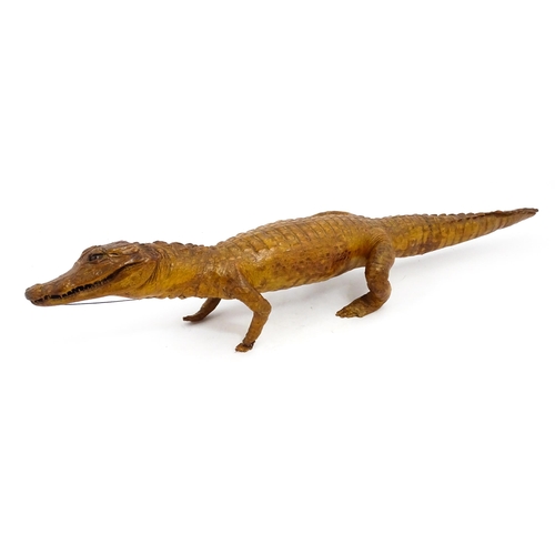 1225 - Taxidermy : a late Victorian full mount of a Caiman, approx 30