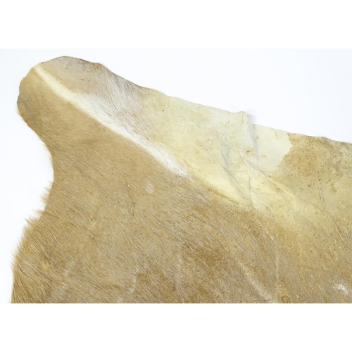 1322 - Taxidermy: a late 20thC Kudu hide. Approx. 81
