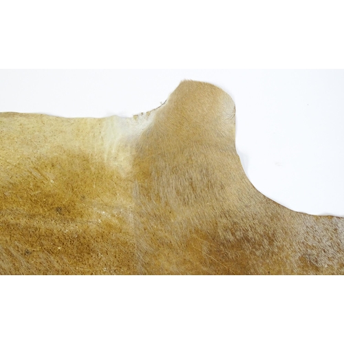1322 - Taxidermy: a late 20thC Kudu hide. Approx. 81