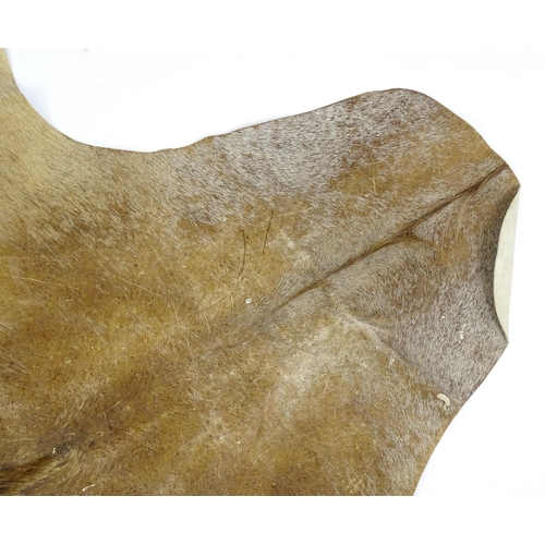 1322 - Taxidermy: a late 20thC Kudu hide. Approx. 81