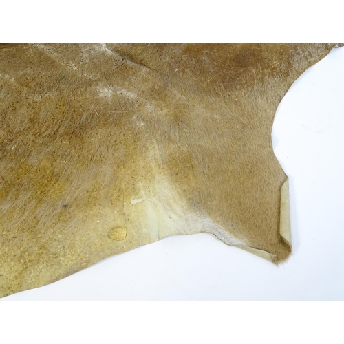 1322 - Taxidermy: a late 20thC Kudu hide. Approx. 81