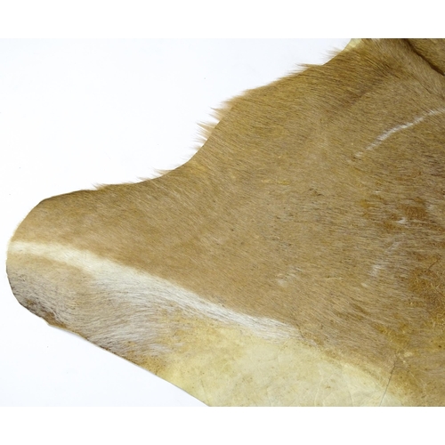1322 - Taxidermy: a late 20thC Kudu hide. Approx. 81