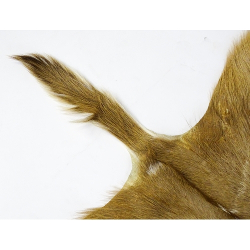 1322 - Taxidermy: a late 20thC Kudu hide. Approx. 81