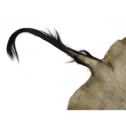 1323 - Taxidermy: a late 20thC Blue Wildebeest hide, approx 102
