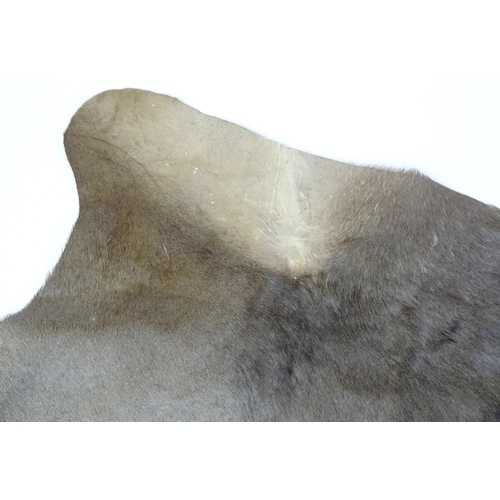 1323 - Taxidermy: a late 20thC Blue Wildebeest hide, approx 102