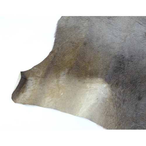 1323 - Taxidermy: a late 20thC Blue Wildebeest hide, approx 102