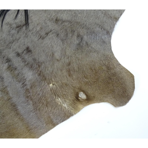 1323 - Taxidermy: a late 20thC Blue Wildebeest hide, approx 102
