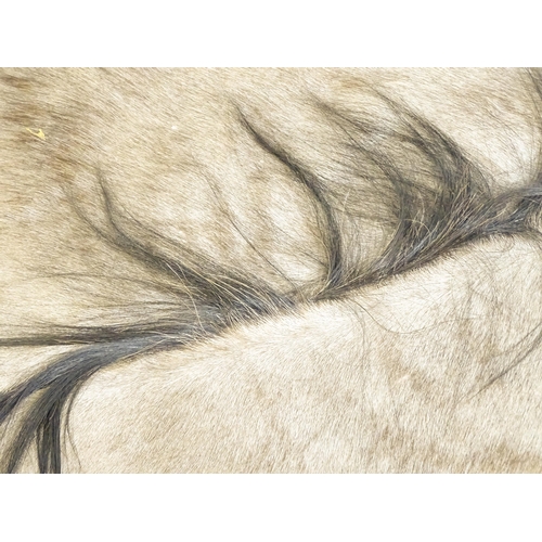 1323 - Taxidermy: a late 20thC Blue Wildebeest hide, approx 102