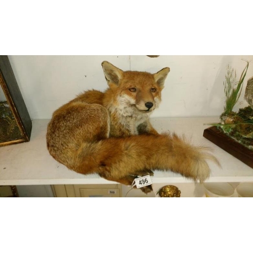 496 - Taxidermy 'reclining fox'