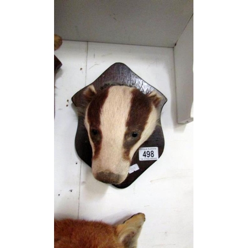 498 - Taxidermy 'badger head'