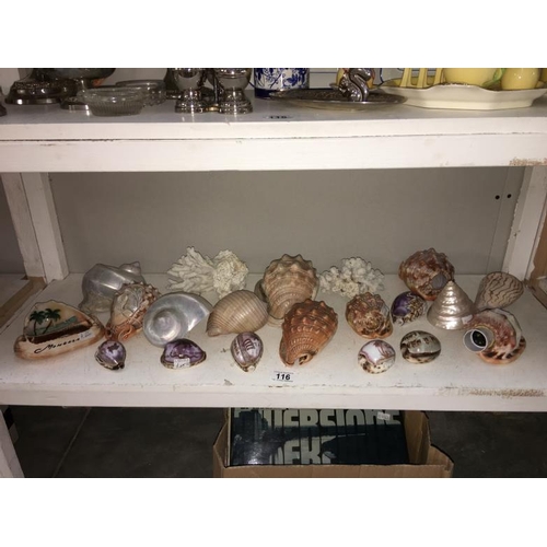 116 - A collection of conch shells & corals