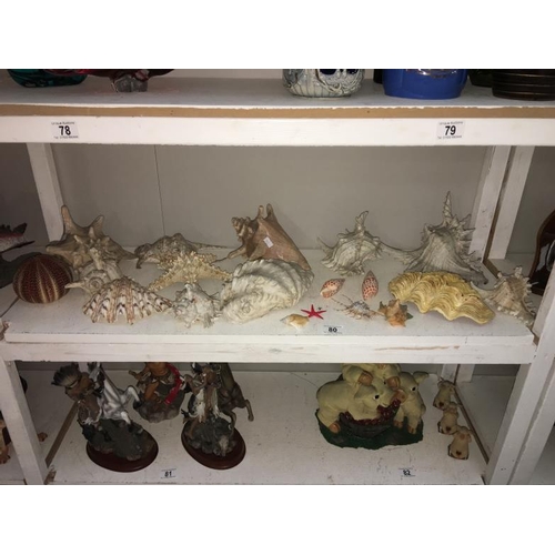 80 - A collection of large sea shells