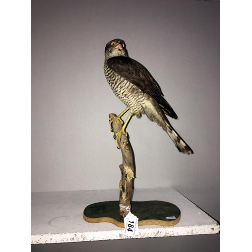 184 - Taxidermy - a sparrow hawk