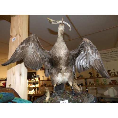 597 - Taxidermy - a cormorant on a table base