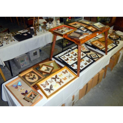 131 - A large quantity of framed butterflies & table with butterflies