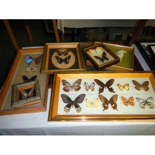 131 - A large quantity of framed butterflies & table with butterflies