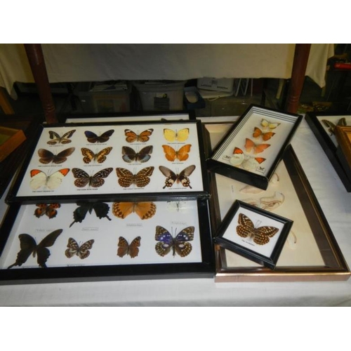 131 - A large quantity of framed butterflies & table with butterflies