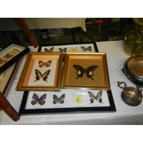 131 - A large quantity of framed butterflies & table with butterflies