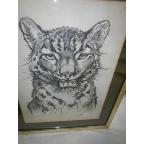 580 - 2 framed and glazed sketches of wild cats, signed Magda,  images 27 x 27 and 24 x 34 cm