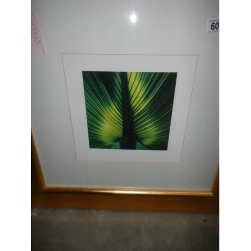 609 - A framed and glazed jungle leaf print, image 20 x 20 cm