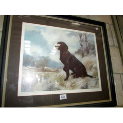 657 - A framed and glazed John Tricket limited edition print of a black labrador, signed and dated 1983