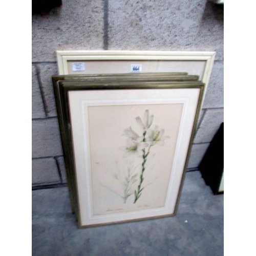 664 - 6 framed and glazed botanical prints