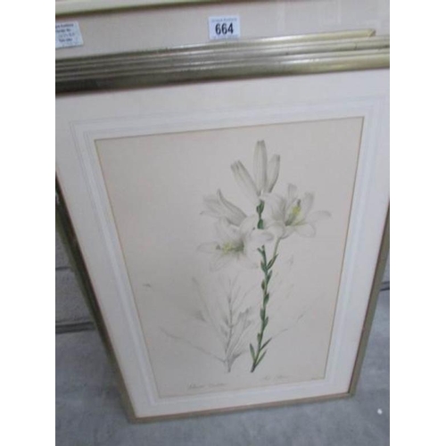 664 - 6 framed and glazed botanical prints