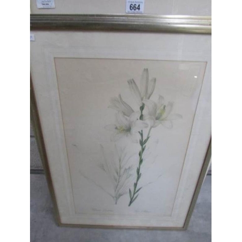 664 - 6 framed and glazed botanical prints